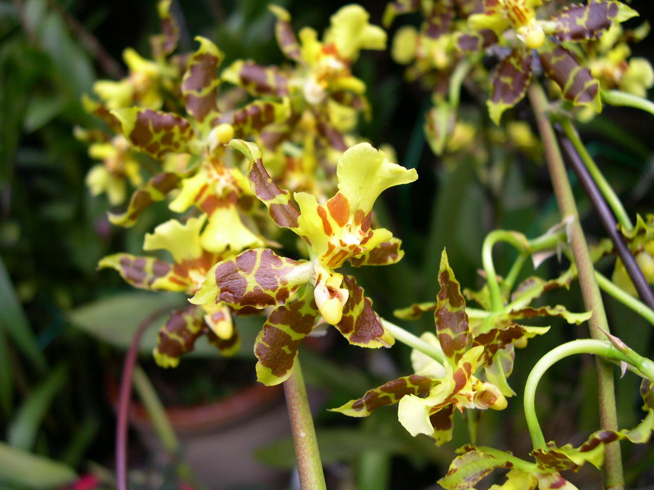 按此在新視窗瀏覽圖片