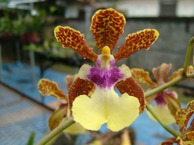 按此在新視窗瀏覽圖片