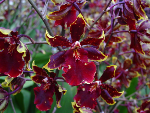 按此在新視窗瀏覽圖片