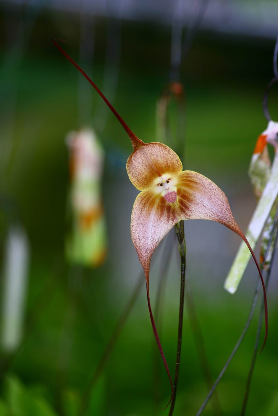 按此在新視窗瀏覽圖片