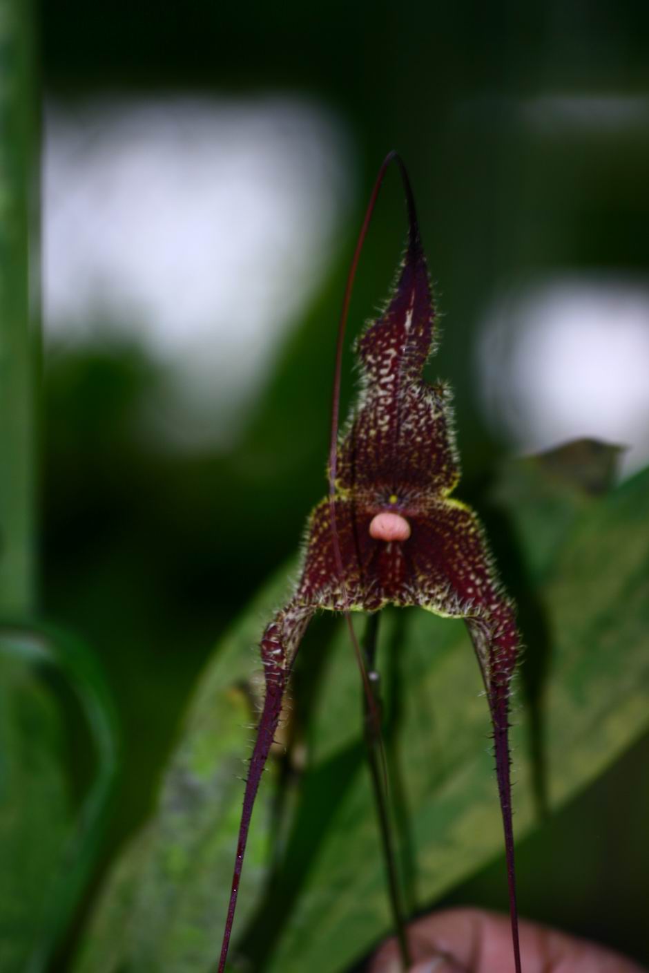 按此在新視窗瀏覽圖片