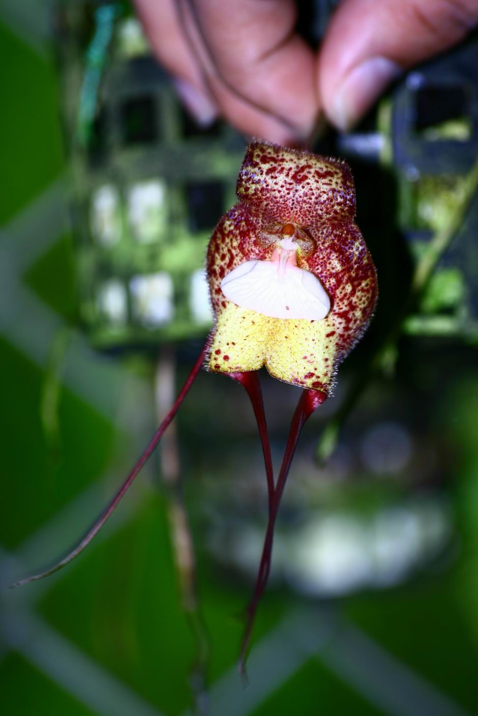 按此在新視窗瀏覽圖片