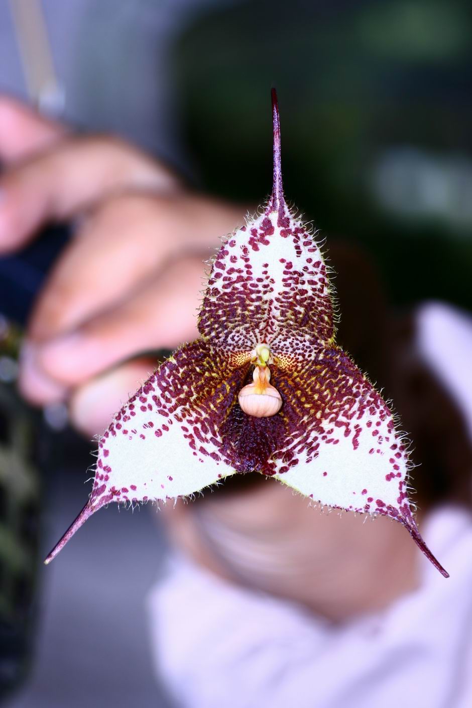 按此在新視窗瀏覽圖片