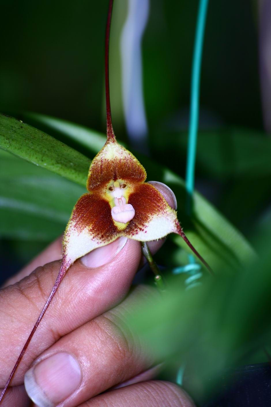 按此在新視窗瀏覽圖片