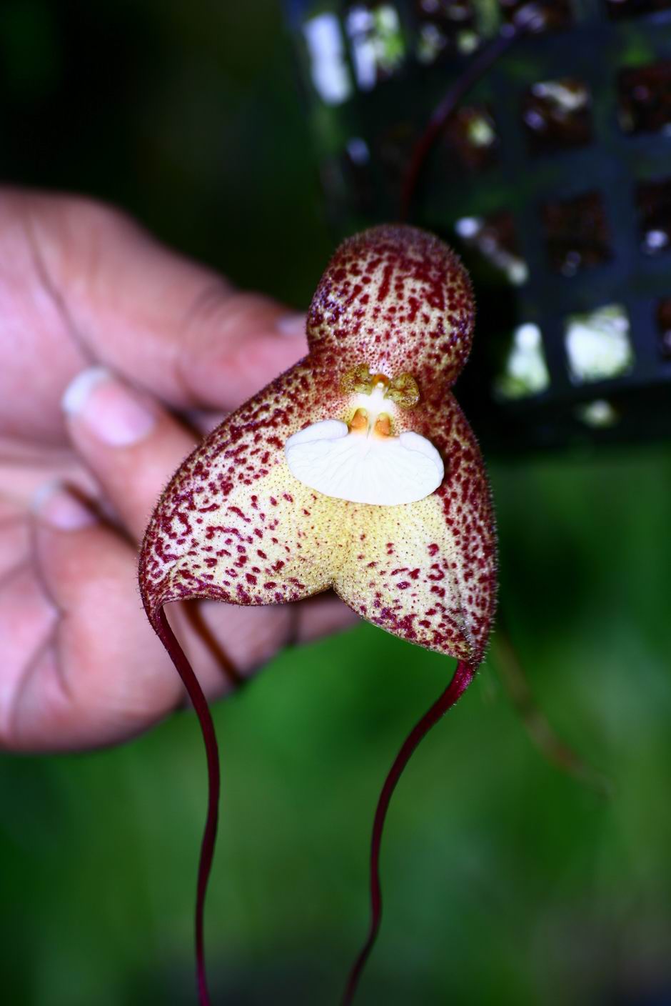 按此在新視窗瀏覽圖片