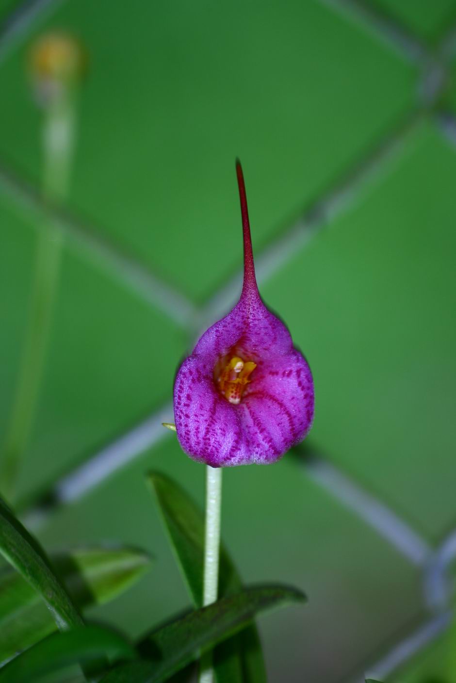 按此在新視窗瀏覽圖片