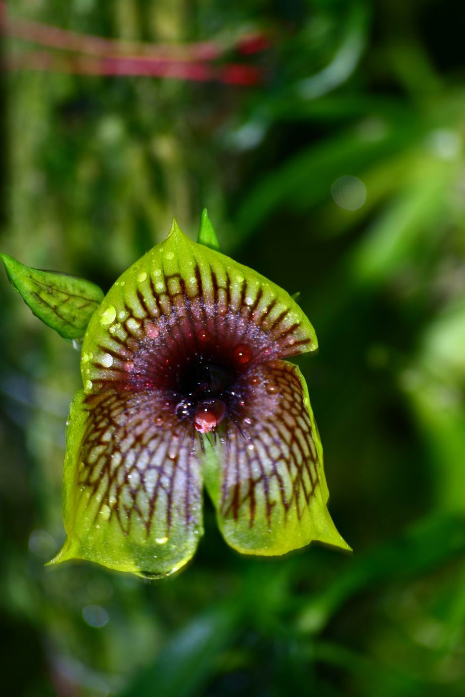 按此在新視窗瀏覽圖片