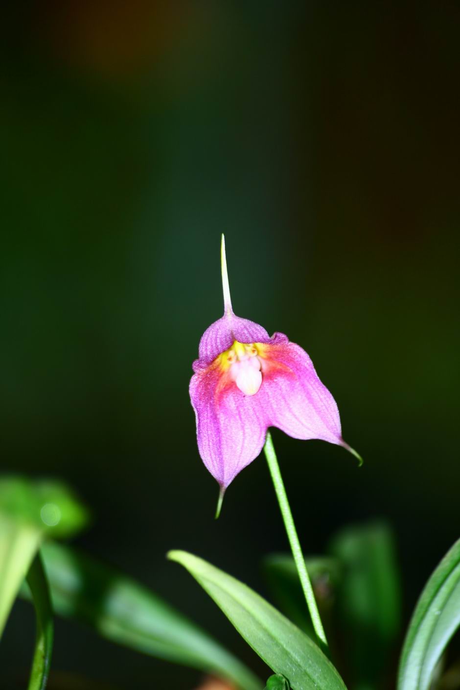 按此在新視窗瀏覽圖片