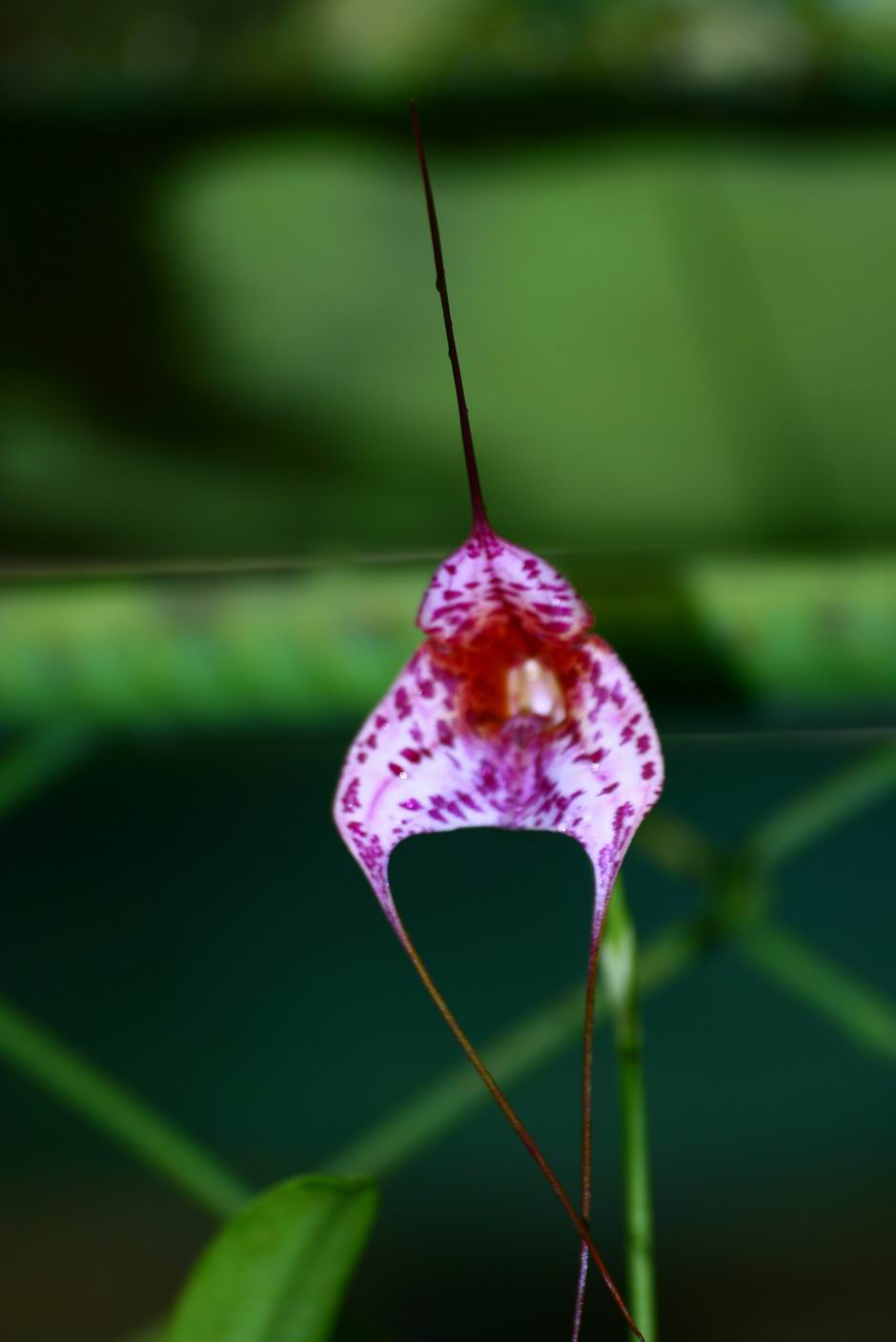 按此在新視窗瀏覽圖片