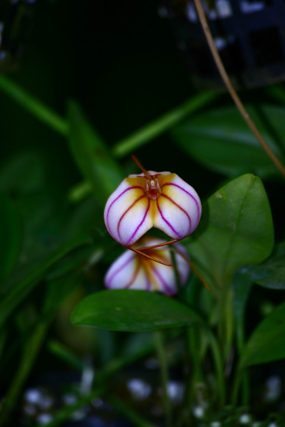 按此在新視窗瀏覽圖片
