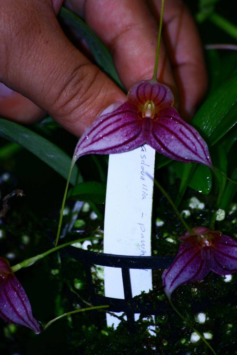 按此在新視窗瀏覽圖片