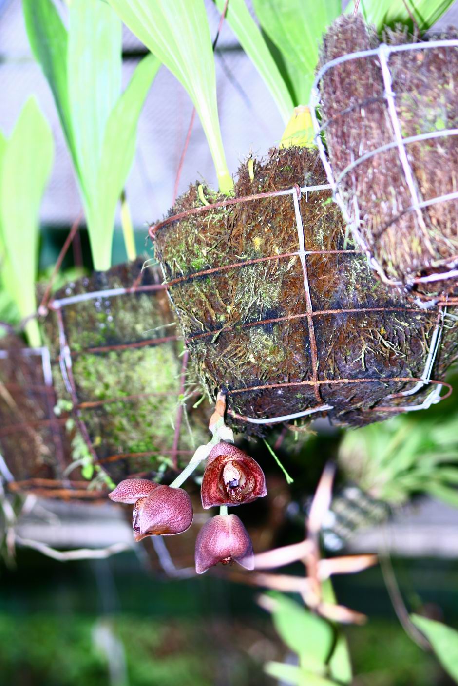 按此在新視窗瀏覽圖片