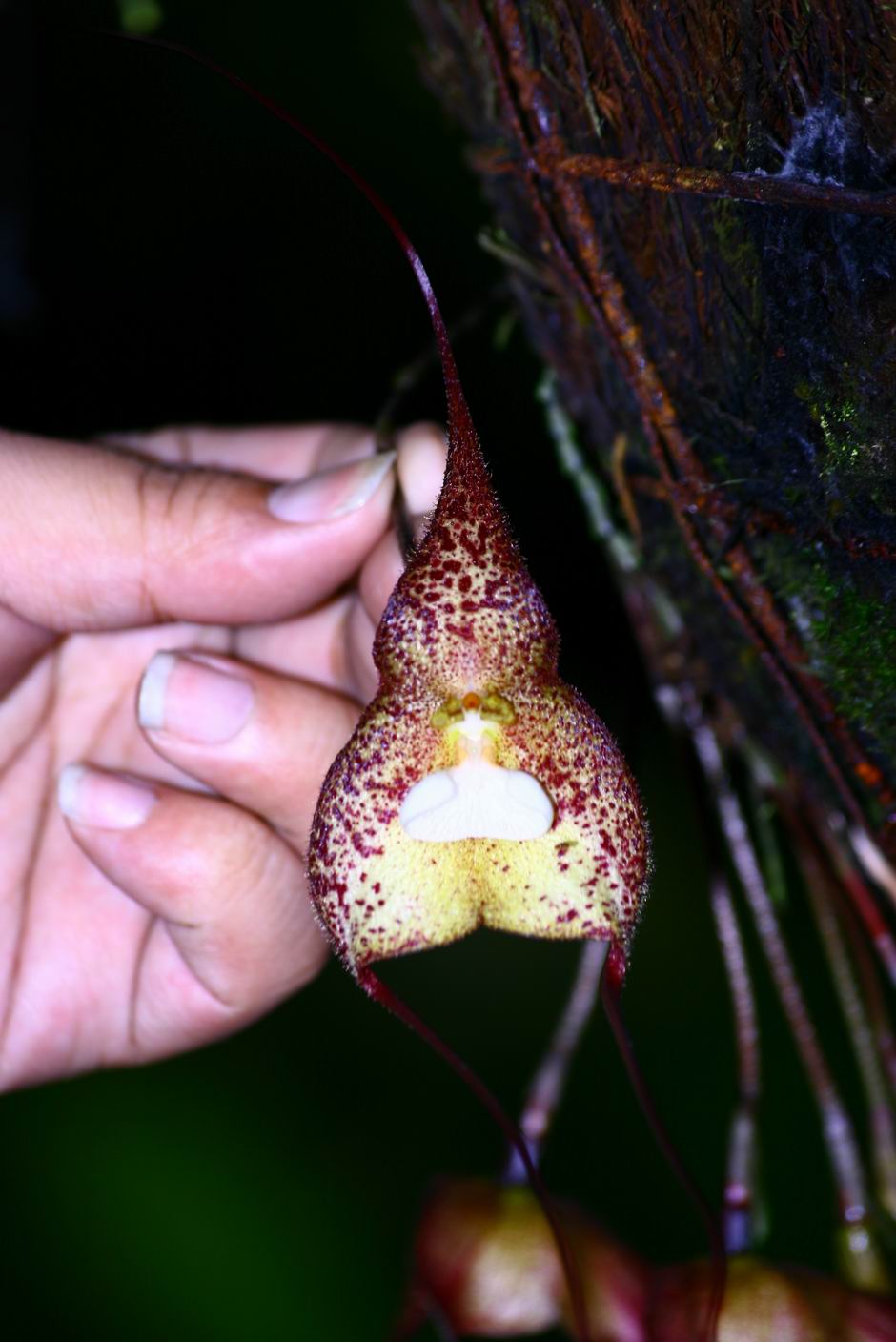 按此在新視窗瀏覽圖片