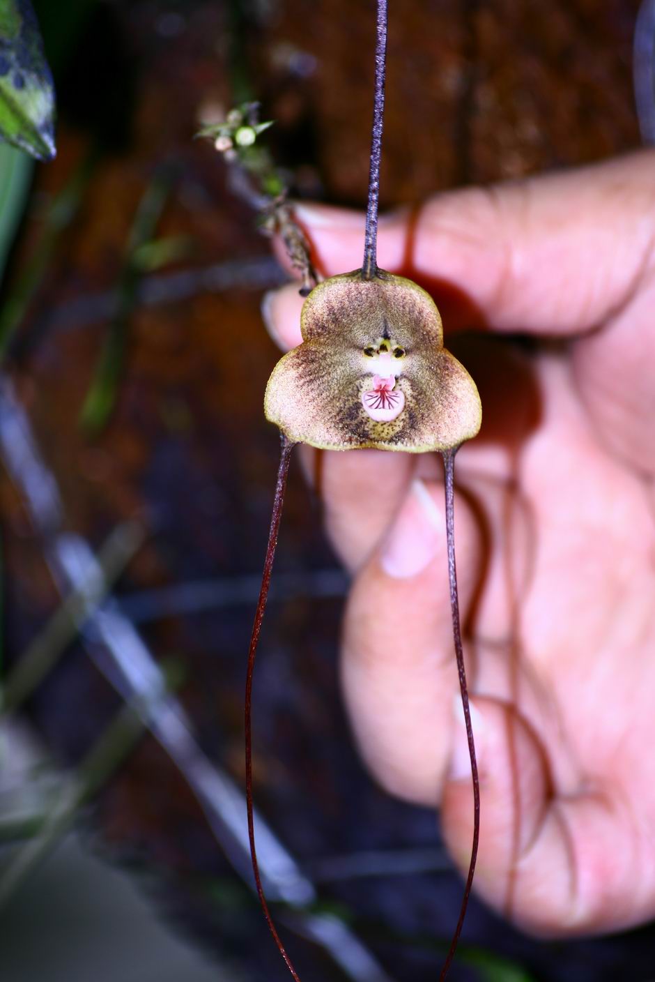 按此在新視窗瀏覽圖片