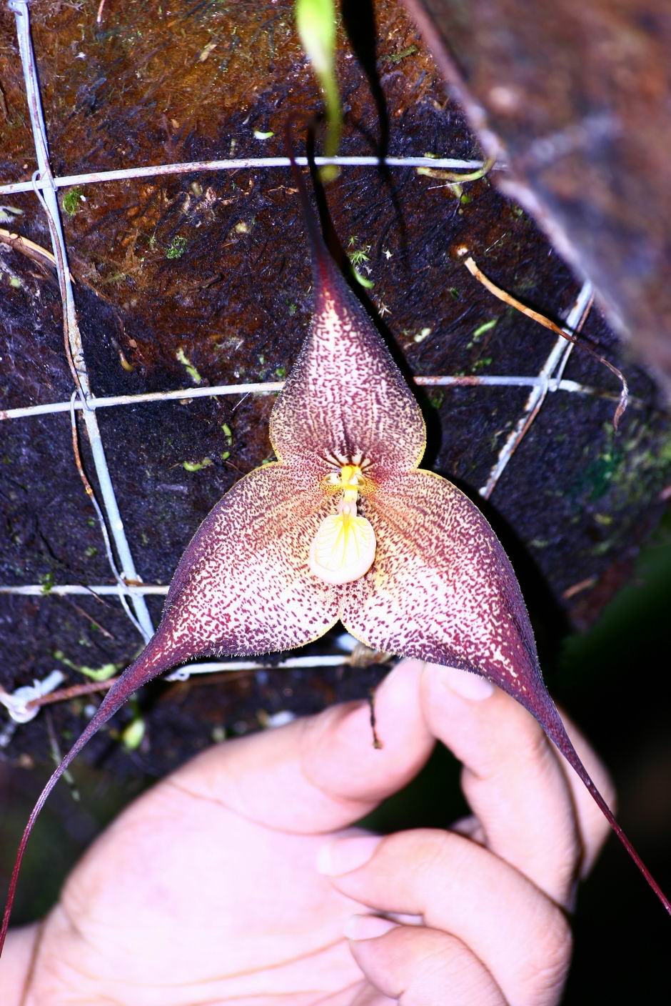 按此在新視窗瀏覽圖片