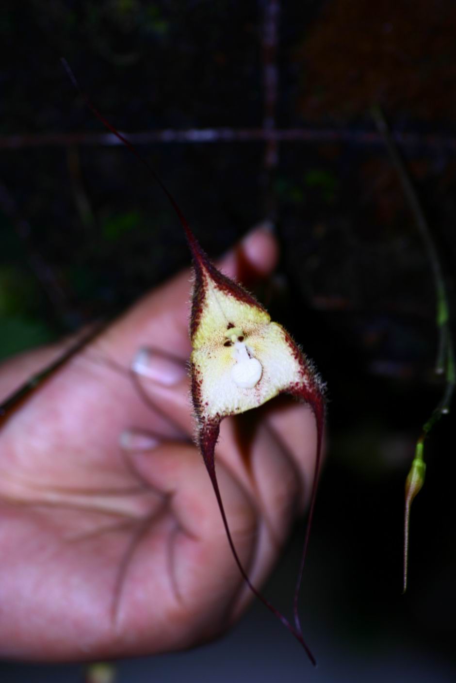 按此在新視窗瀏覽圖片