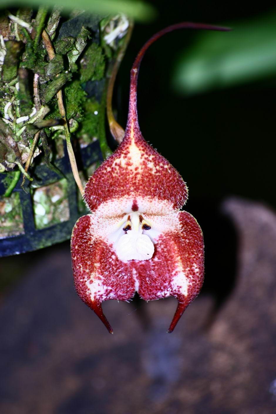 按此在新視窗瀏覽圖片