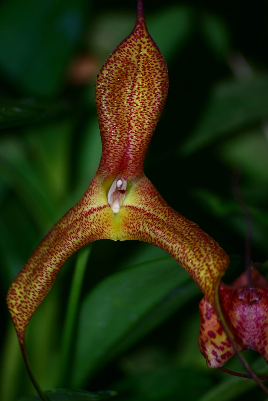 按此在新視窗瀏覽圖片