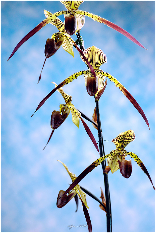 «ö¦¹¦b·sµøµ¡ÂsÄý¹Ï¤ù