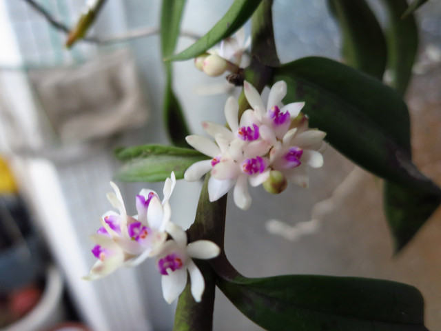 «ö¦¹¦b·sµøµ¡ÂsÄý¹Ï¤ù