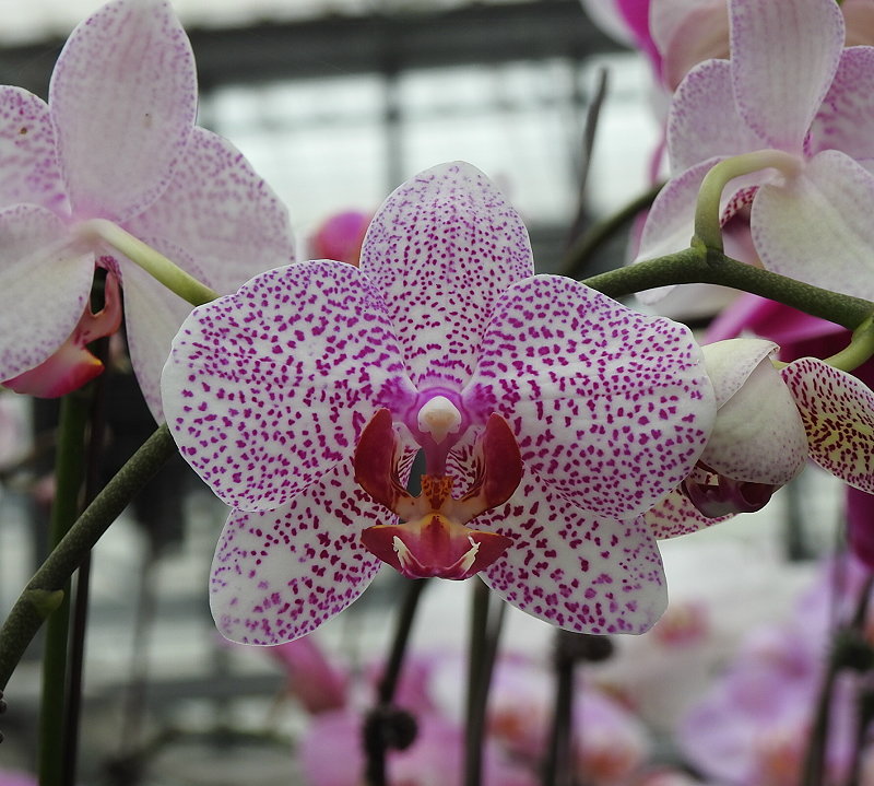 «ö¦¹¦b·sµøµ¡ÂsÄý¹Ï¤ù