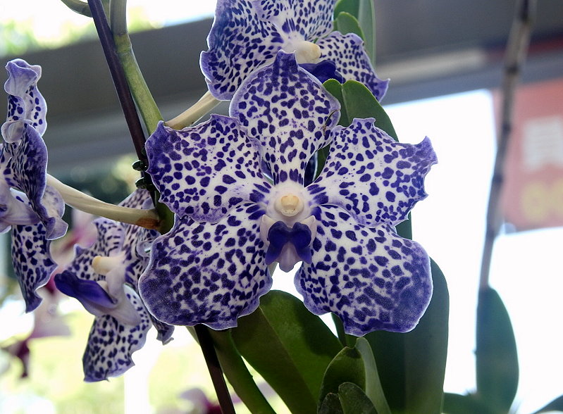 «ö¦¹¦b·sµøµ¡ÂsÄý¹Ï¤ù