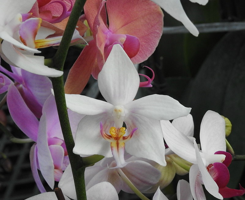 «ö¦¹¦b·sµøµ¡ÂsÄý¹Ï¤ù