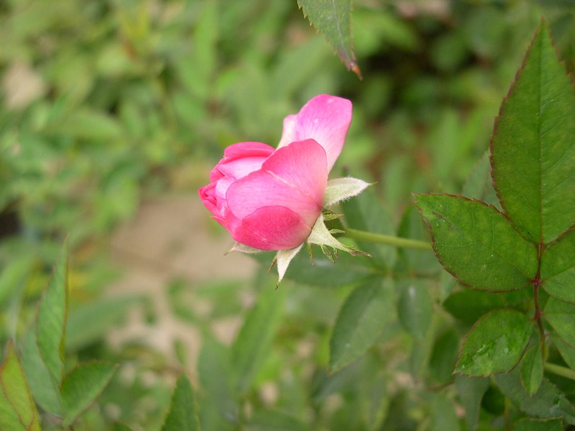 «ö¦¹¦b·sµøµ¡ÂsÄý¹Ï¤ù