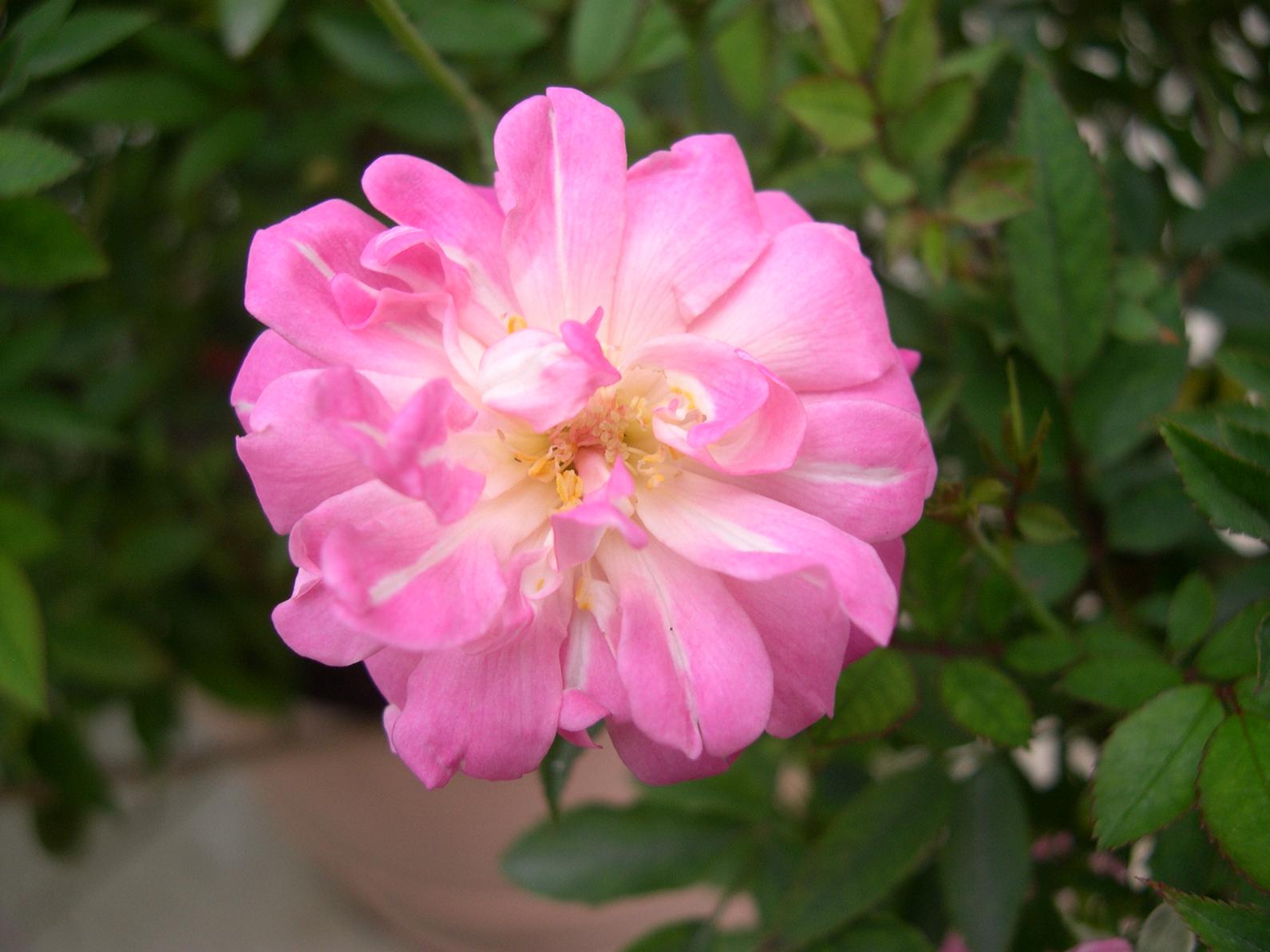 «ö¦¹¦b·sµøµ¡ÂsÄý¹Ï¤ù