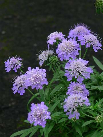 «ö¦¹¦b·sµøµ¡ÂsÄý¹Ï¤ù