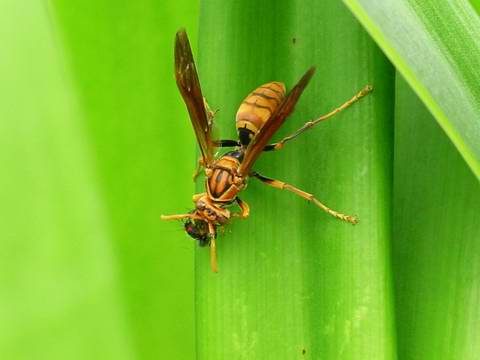 «ö¦¹¦b·sµøµ¡ÂsÄý¹Ï¤ù