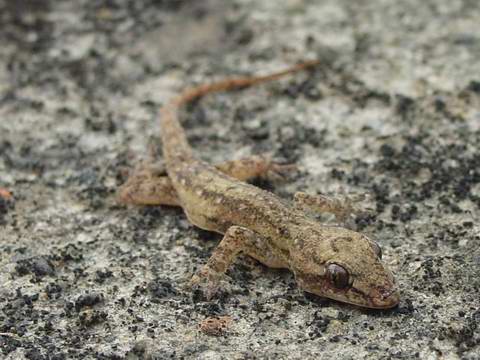 «ö¦¹¦b·sµøµ¡ÂsÄý¹Ï¤ù