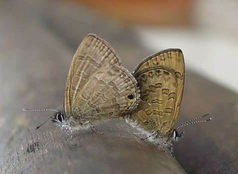 «ö¦¹¦b·sµøµ¡ÂsÄý¹Ï¤ù