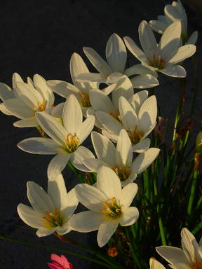 «ö¦¹¦b·sµøµ¡ÂsÄý¹Ï¤ù