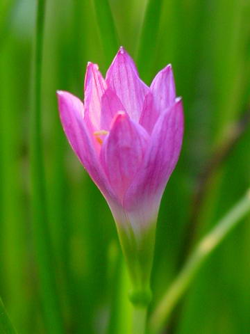 «ö¦¹¦b·sµøµ¡ÂsÄý¹Ï¤ù