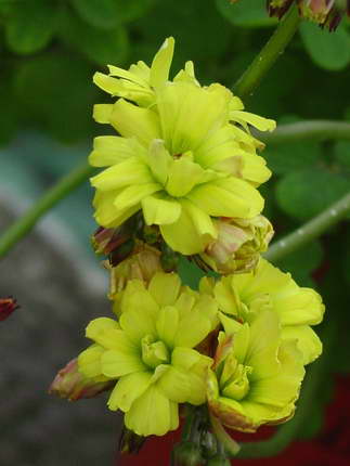 «ö¦¹¦b·sµøµ¡ÂsÄý¹Ï¤ù