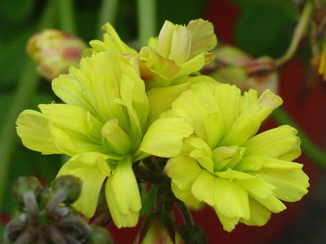 «ö¦¹¦b·sµøµ¡ÂsÄý¹Ï¤ù