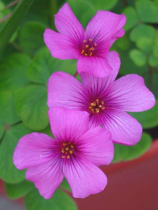 «ö¦¹¦b·sµøµ¡ÂsÄý¹Ï¤ù