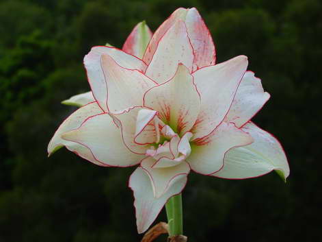 «ö¦¹¦b·sµøµ¡ÂsÄý¹Ï¤ù