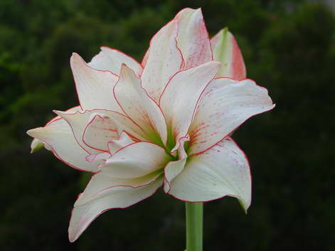 «ö¦¹¦b·sµøµ¡ÂsÄý¹Ï¤ù