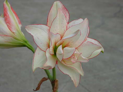 «ö¦¹¦b·sµøµ¡ÂsÄý¹Ï¤ù