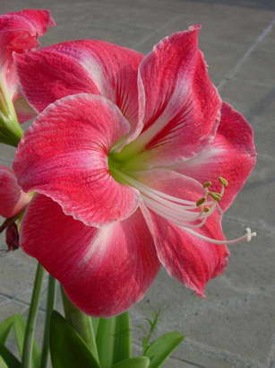 «ö¦¹¦b·sµøµ¡ÂsÄý¹Ï¤ù