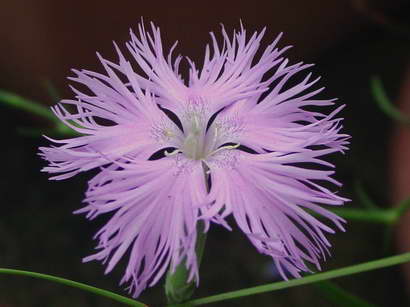 «ö¦¹¦b·sµøµ¡ÂsÄý¹Ï¤ù