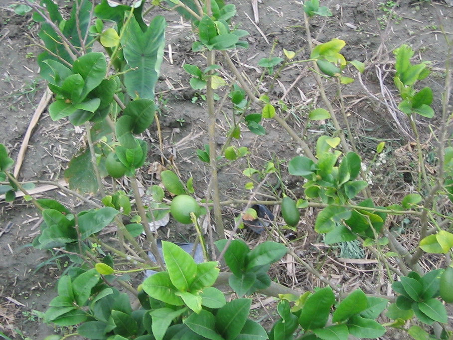 按此在新視窗瀏覽圖片