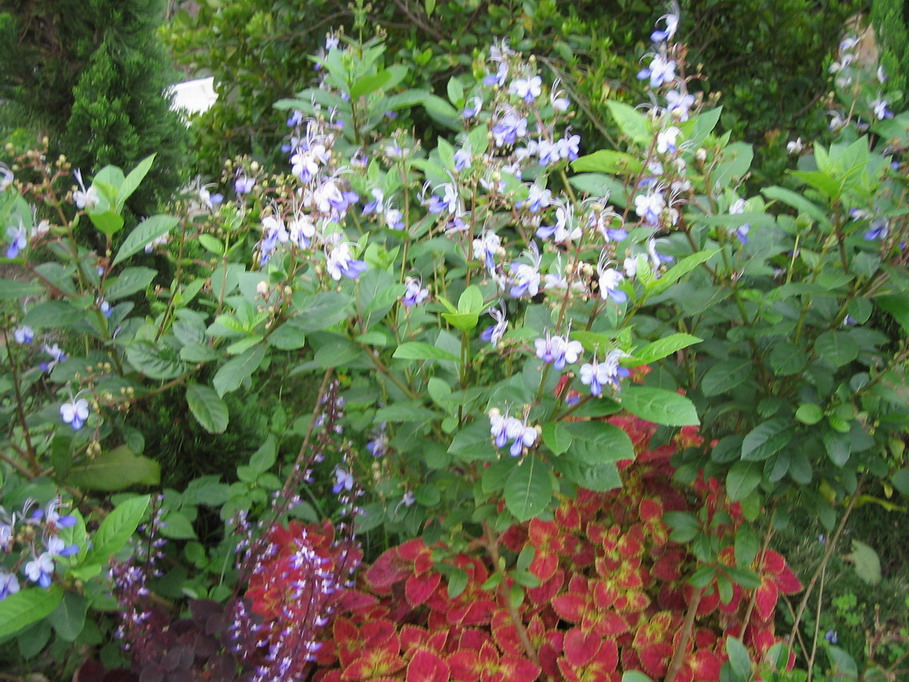 按此在新視窗瀏覽圖片