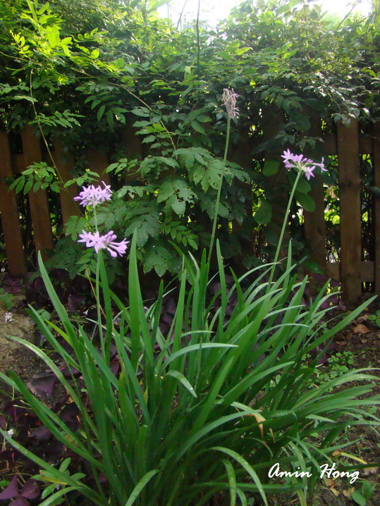 «ö¦¹¦b·sµøµ¡ÂsÄý¹Ï¤ù