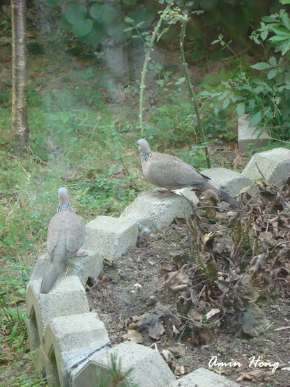 «ö¦¹¦b·sµøµ¡ÂsÄý¹Ï¤ù