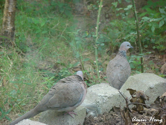 «ö¦¹¦b·sµøµ¡ÂsÄý¹Ï¤ù