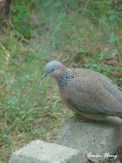 «ö¦¹¦b·sµøµ¡ÂsÄý¹Ï¤ù