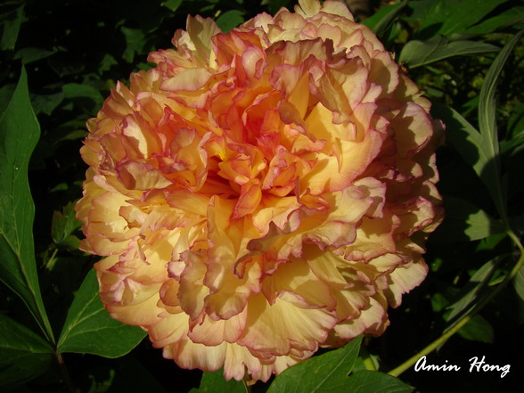 «ö¦¹¦b·sµøµ¡ÂsÄý¹Ï¤ù